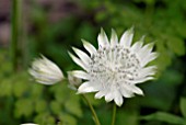 ASTRANTIA MAJOR SUBSP. INVOLUCRATA SHAGGY