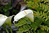 ZANTEDESCHIA AETHIOPICA AND OSMUNDA REGALIS