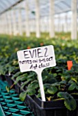 COMMERCIAL PRODUCTION OF STRAWBERRIES IN LARGE GLASSHOUSE IN KENT