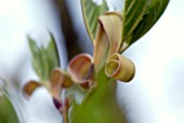 ACER RUFINERVE, NEW SPRING GROWTH