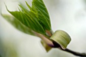 ACER RUFINERVE, NEW SPRING GROWTH