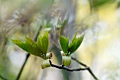 ACER RUFINERVE, NEW SPRING GROWTH