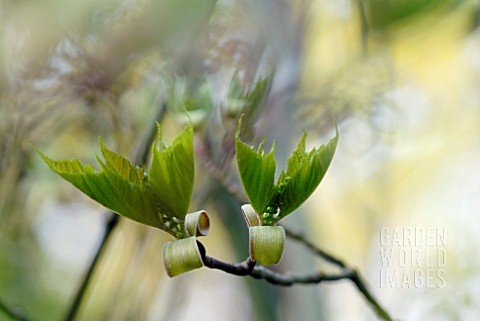 ACER_RUFINERVE_NEW_SPRING_GROWTH