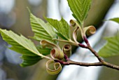 ACER RUFINERVE, NEW SPRING GROWTH