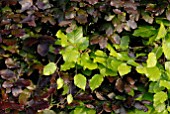 LEAVES OF FAGUS SYLVATICA AND FAGUS SYLVATICA PURPUREA