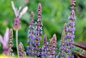 SALVIA NEMEROSA CARRADDONNA AND LAVANDULA STOECHAS