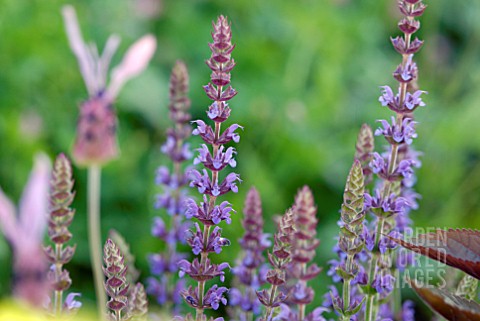 SALVIA_NEMEROSA_CARRADDONNA_AND_LAVANDULA_STOECHAS