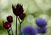 ASTRANTIA