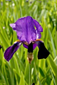 IRIS PALLIDA