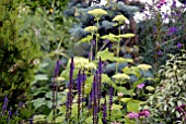 SALVIA NEMEROSA CARRADDONNA AND HYDRANGEA ARBORESCENS ANNABELLE IN COTTAGE GARDEN BORDER