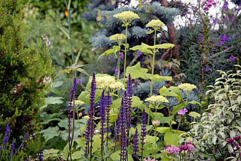 SALVIA_NEMEROSA_CARRADDONNA_AND_HYDRANGEA_ARBORESCENS_ANNABELLE_IN_COTTAGE_GARDEN_BORDER