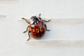 ANATIS OCELLATA, EYED LADYBIRD ON SILVER BIRCH