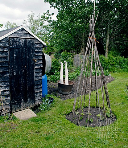 RUNNER_BEAN_WIGWAM_WITH_SHED_AND_LEGS