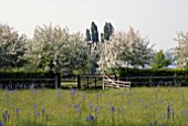 CAMASSIAS IN MEADOW WITH FLOWERING CRAB APPLE TREES AT HOLT FARM IN SOMERSET