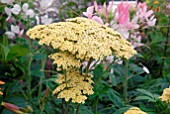 ACHILLEA CREDO