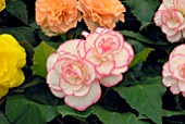 BEGONIA CORDELIA