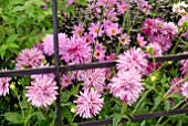 CACTUS DAHLIAS