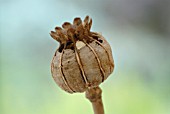 DRIED SEEDHEAD OF PAPAVER SOMNIFERUM