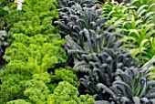 CURLY KALE AND KALE NERO DI TOSCANA IN VEGETABLE PLOT