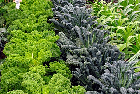 CURLY_KALE_AND_KALE_NERO_DI_TOSCANA_IN_VEGETABLE_PLOT