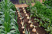 LEEKS, ONIONS AND BEETROOT IN VEGETABLE PLOT