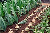 LEEKS, ONIONS AND BEETROOT IN VEGETABLE PLOT