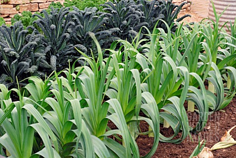 LEEKS_AND_KALE_NERO_DI_TOSCANA_IN_VEGETABLE_PLOT