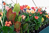 JAMES RANGER NURSERY DISPLAY OF CANNAS AT RHS HAMPTON COURT 2008