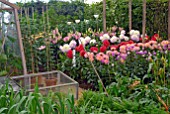 DAHLIAS IN WINCHESTER GROWERS SHOW GARDEN IN DAILY MAIL PAVILLION, RHS SHOW HAMPTON COURT 2008