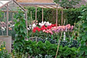 DAHLIA DISPLAY IN WINCHESTER GROWERS SHOW GARDEN IN DAILY MAIL PAVILLION AT RHS HAMPTON COURT 2008