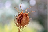 DRIED SEED HEAD OF NIGELLA DAMASCENA