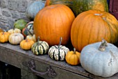 PUMPKINS LARGE AND SMALL