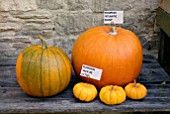 PUMPKINS LARGE AND SMALL