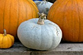 BLUE PUMPKIN IN PUMPKIN DISPLAY