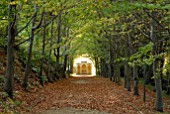 BEECH AVENUE AT PAINSWICK ROCOCO GARDEN, GLOUCESTERSHIRE