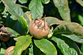 FRUIT OF MESPILUS GERMANICA, MEDLAR