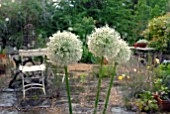 ALLIUM MOUNT EVEREST FLOWER HEADS IN THE RAIN