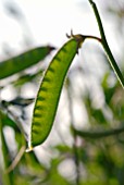 LATHYRUS, SWEET PEA POD SHOWING SEEDS INSIDE