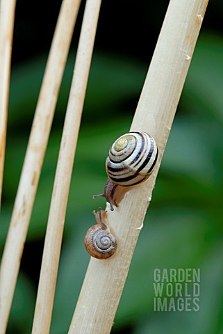 TWO_SNAILS_ON_DRIED_ALLIUM_STEMS
