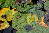 AUTUMNAL LILY PADS ON POND