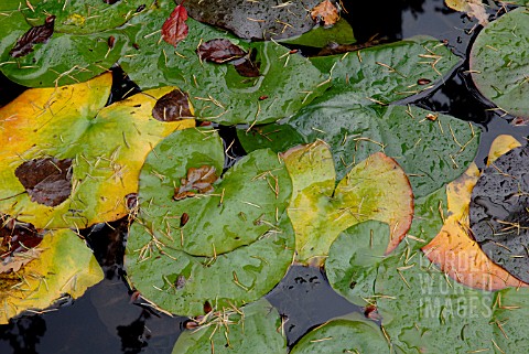 AUTUMNAL_LILY_PADS_ON_POND