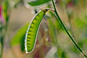 LATHYRUS, SWEET PEA POD SHOWING SEEDS INSIDE