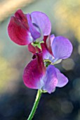 LATHYRUS ODORATUS MATUCANA