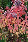 AUTUMN LEAVES OF CORNUS ALBA SIBIRICA AND COTINUS GRACE