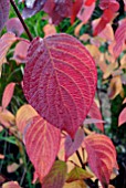 AUTUMN LEAVES OF CORNUS ALBA SIBIRICA