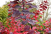 AUTUMN LEAVES OF COTINUS GRACE