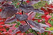 AUTUMN LEAVES OF COTINUS GRACE