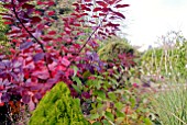 AUTUMN MIXED BORDER WITH COTINUS GRACE, CORNUS ALBA, CONIFER AND GRASS