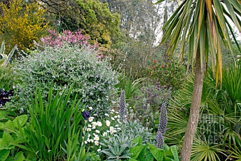 ABBOTSBURY_SUBTROPICAL_GARDEN_IN_DORSET