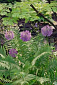 ALLIUM PURPLE SENSATION WITH FERN AND DAWN REDWOOD